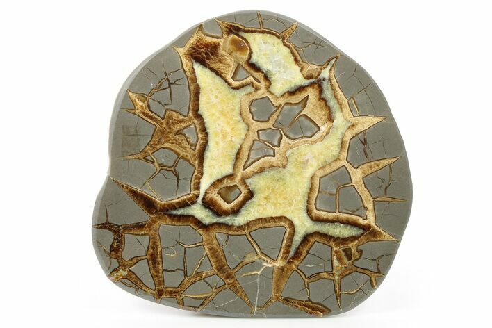 Polished Septarian Slab - Utah #264088